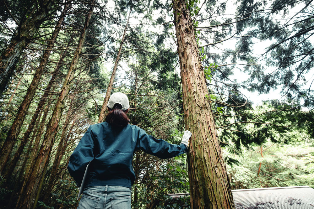 Im Laufe dieser Woche finden forstwirtschaftliche Maßnahmen im Burgwald statt. (Foto: istockPhoto_bee32)